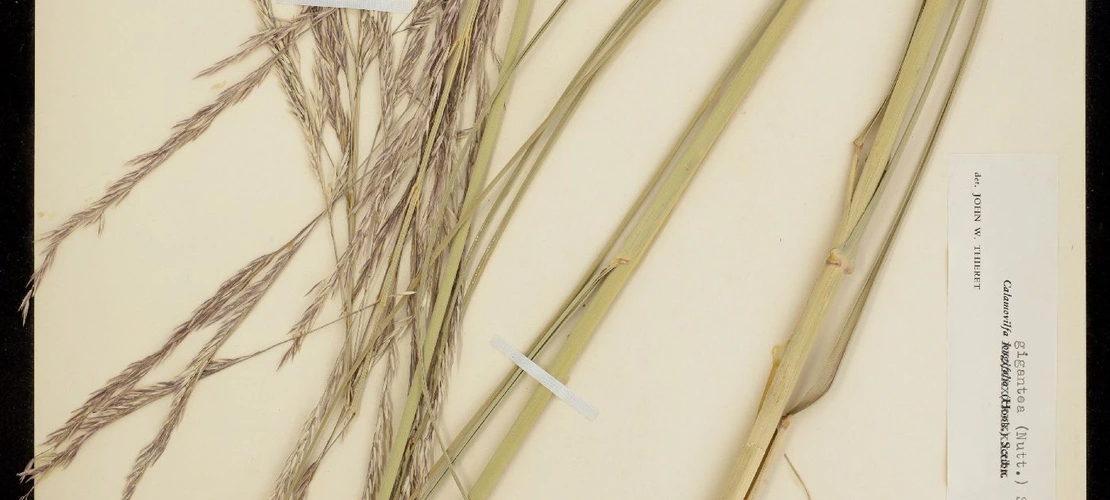 Sorry, no alternate text available