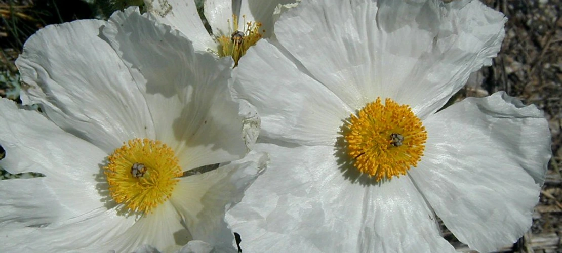 Sorry, no alternate text available