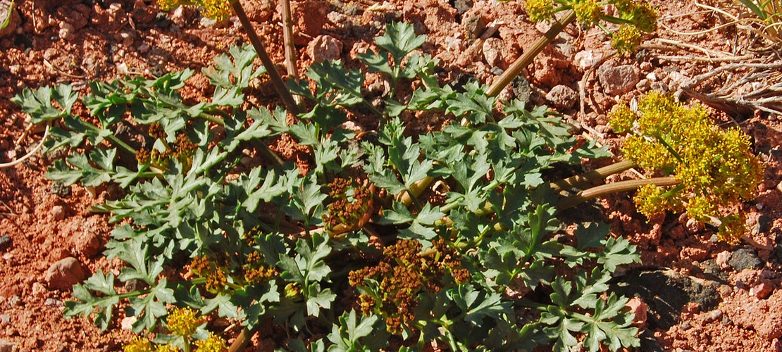 Sorry, no alternate text available