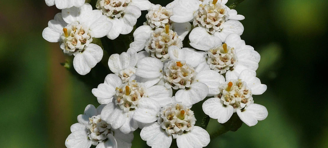 Common yarrow