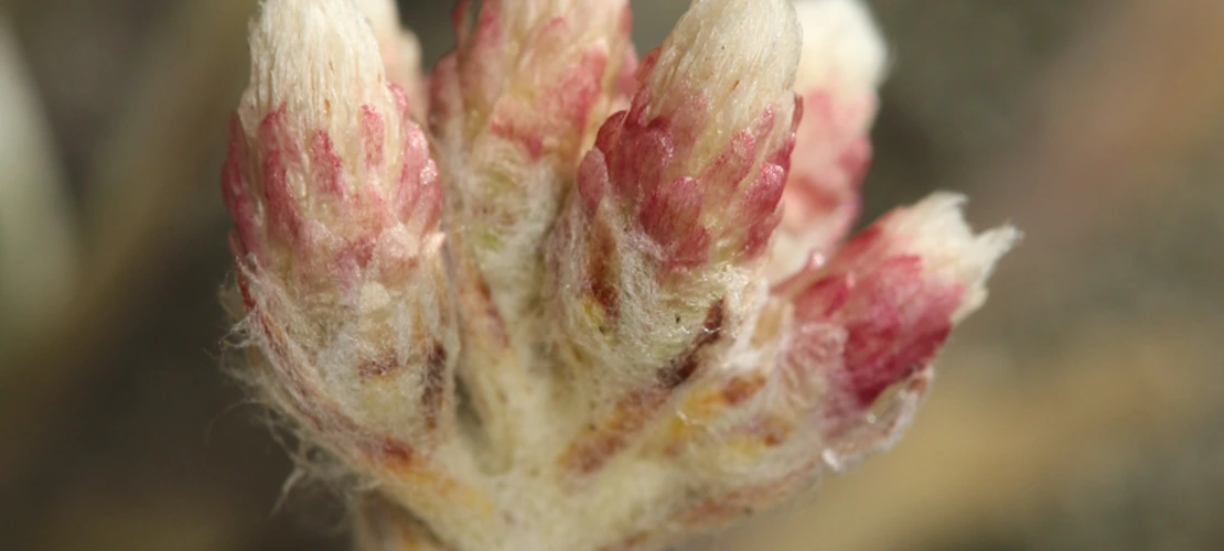 Sorry, no alternate text available