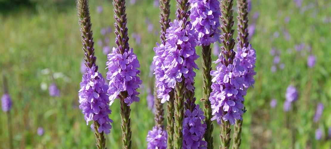 Sorry, no alternate text available