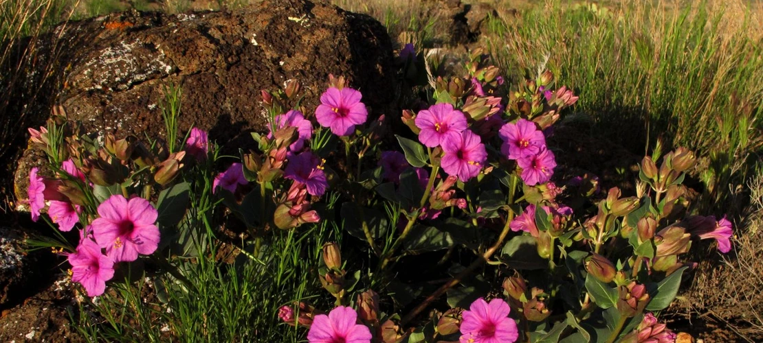 Sorry, no alternate text available