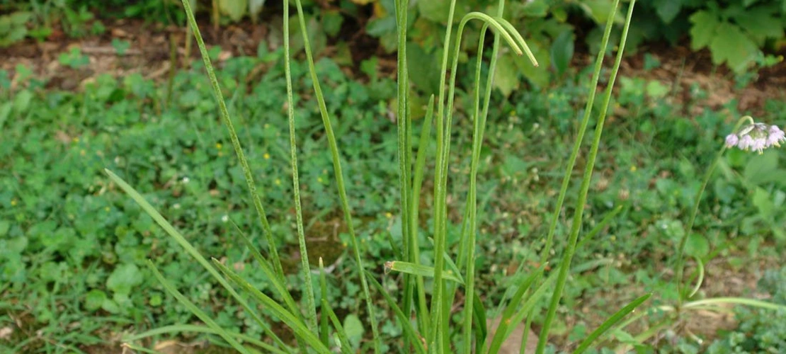 Sorry, no alternate text available