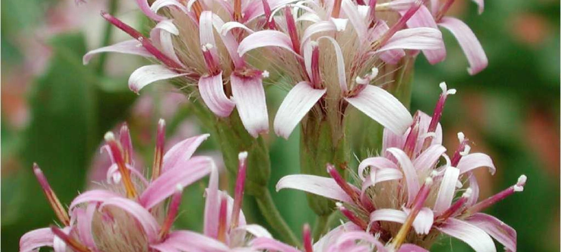 Sorry, no alternate text available