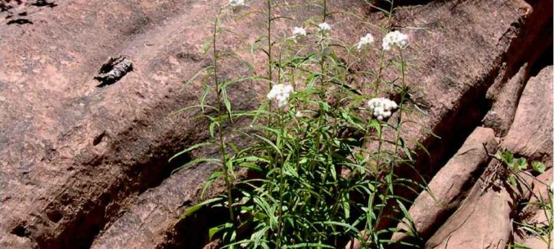 Sorry, no alternate text available