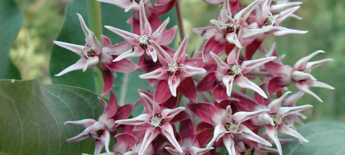 Sorry, no alternate text available