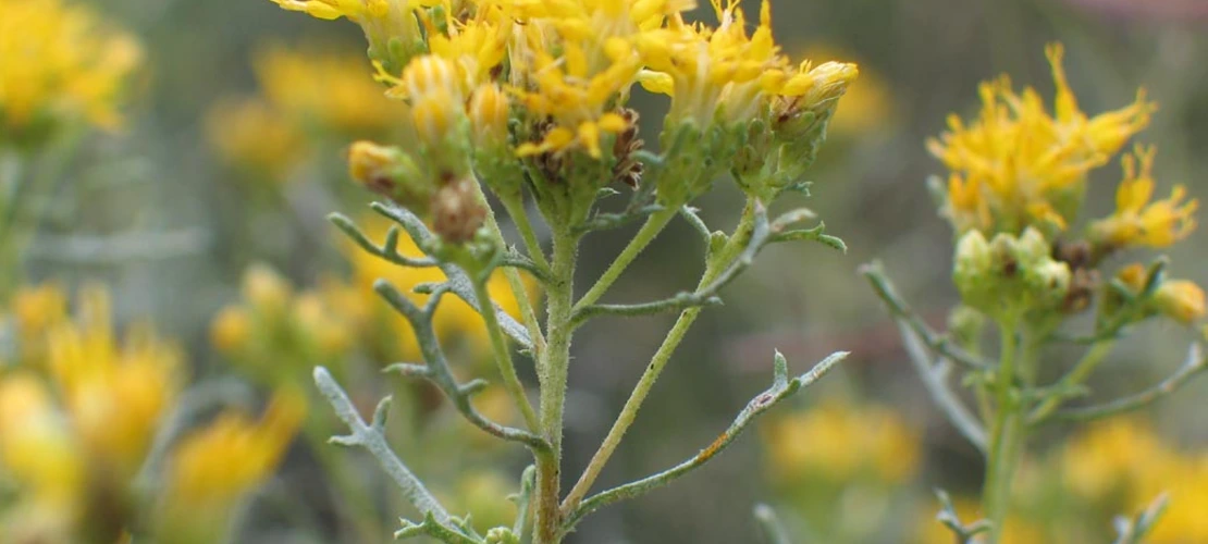 Sorry, no alternate text available