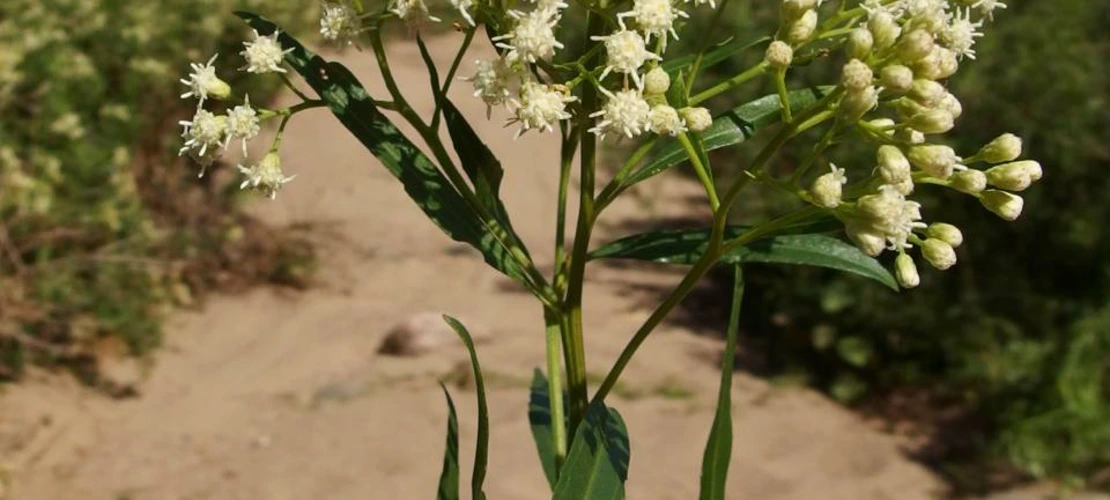 Sorry, no alternate text available