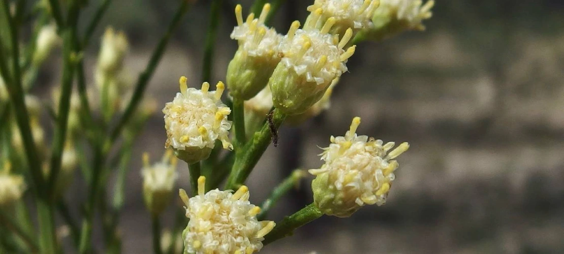 Sorry, no alternate text available