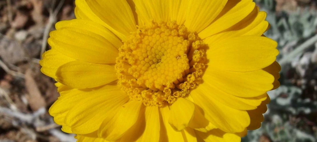 Sorry, no alternate text available