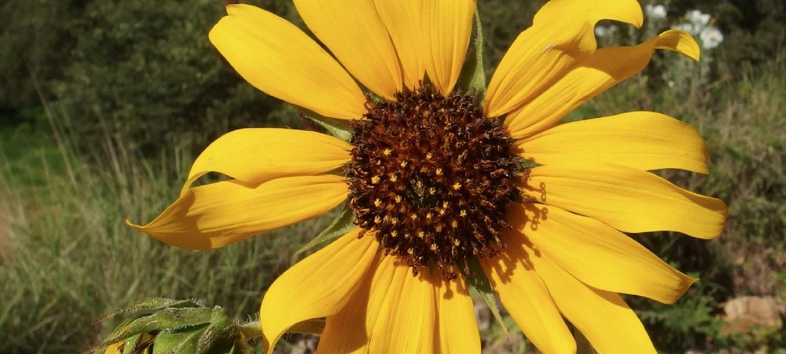 Sorry, no alternate text available