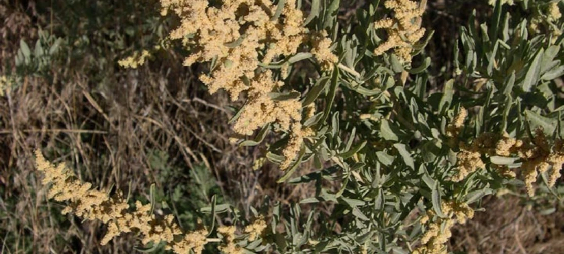 Sorry, no alternate text available