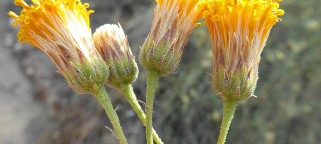 Sorry, no alternate text available