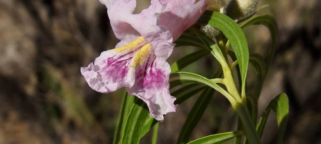 Sorry, no alternate text available