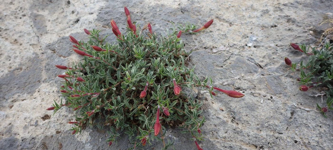 Sorry, no alternate text available