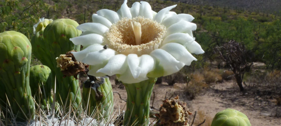 Sorry, no alternate text available