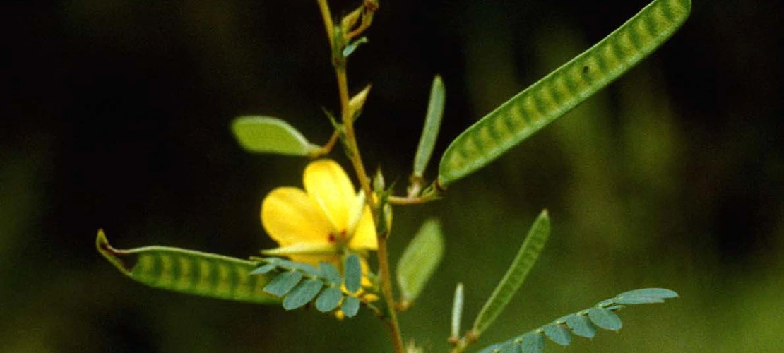 Sorry, no alternate text available