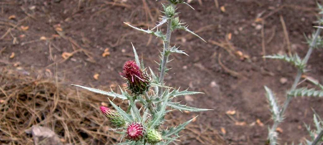 Sorry, no alternate text available