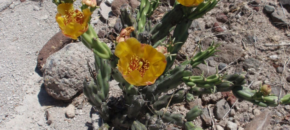 Sorry, no alternate text available