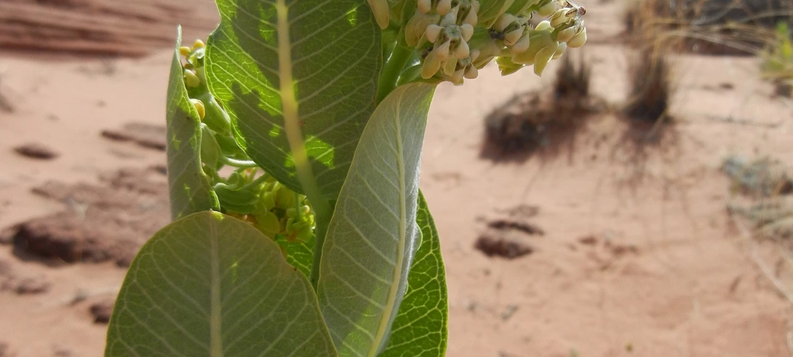 Sorry, no alternate text available