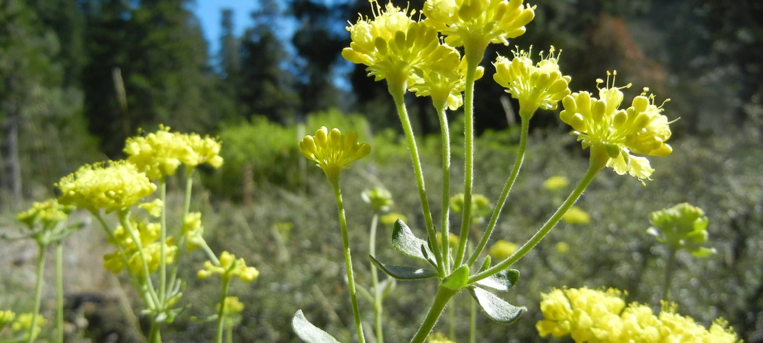 Sorry, no alternate text available