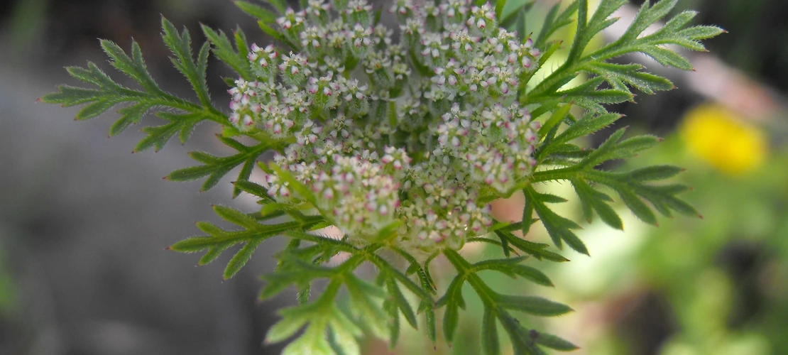 Sorry, no alternate text available