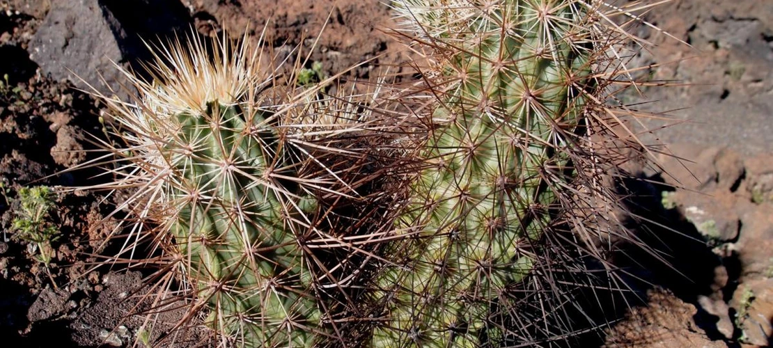 Sorry, no alternate text available