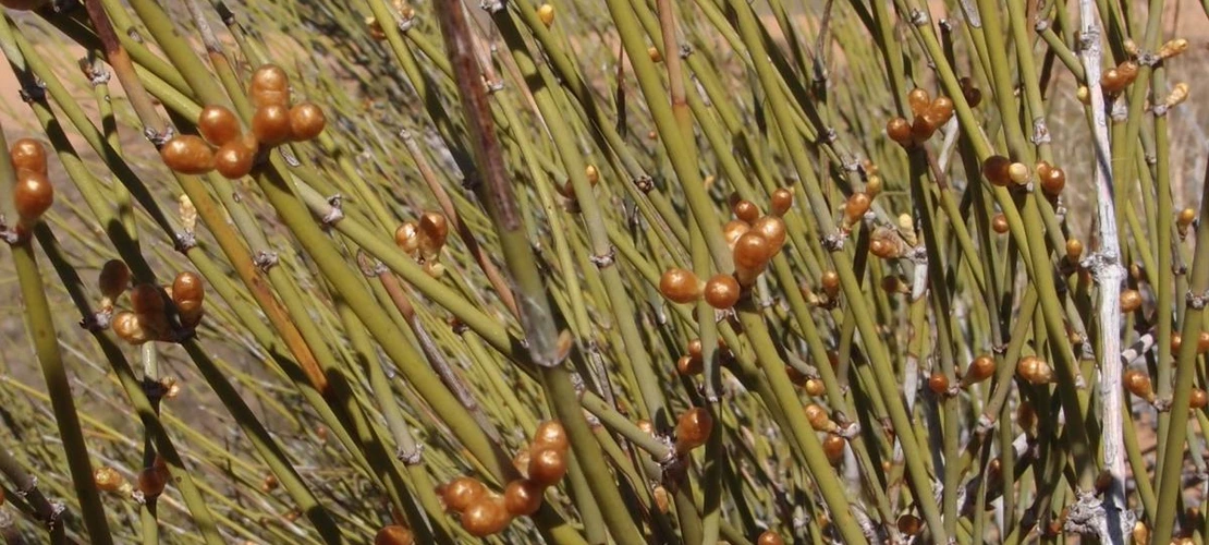 Sorry, no alternate text available