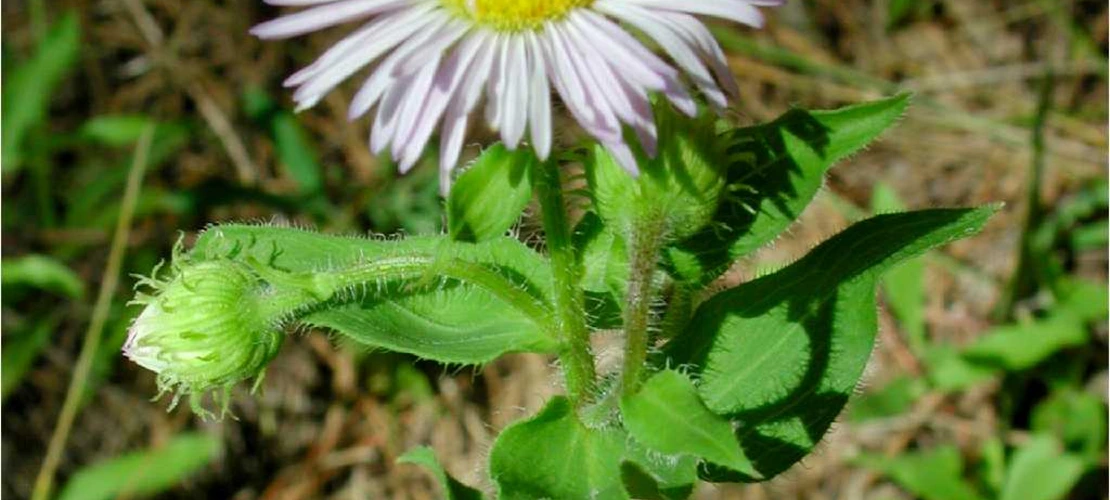 Sorry, no alternate text available