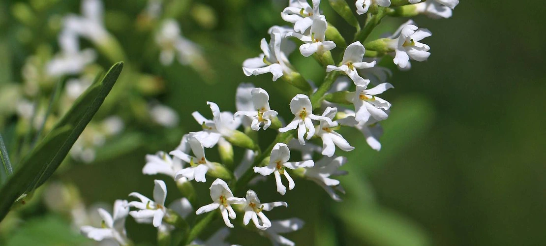 Sorry, no alternate text available