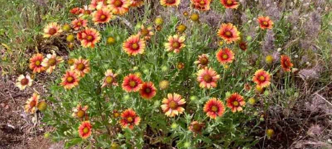 Sorry, no alternate text available