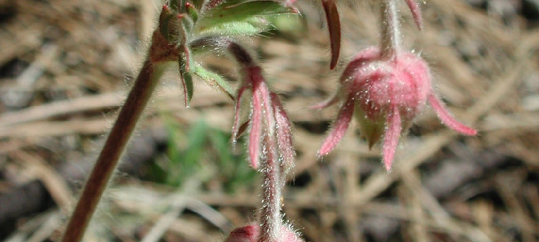 Sorry, no alternate text available