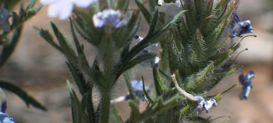 Sorry, no alternate text available