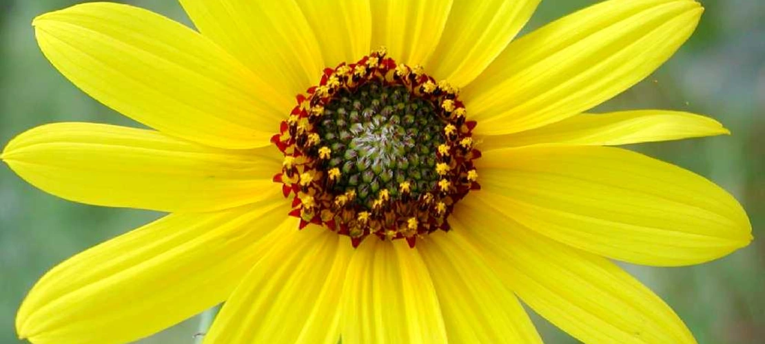 Sorry, no alternate text available