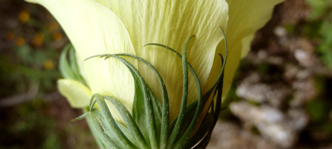 Sorry, no alternate text available