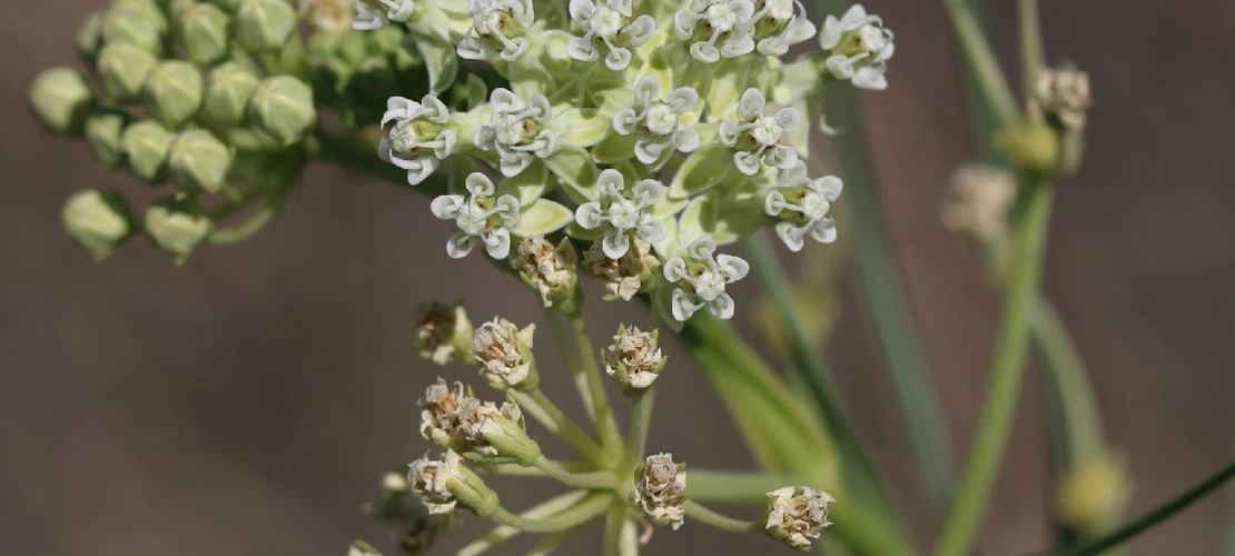 Sorry, no alternate text available