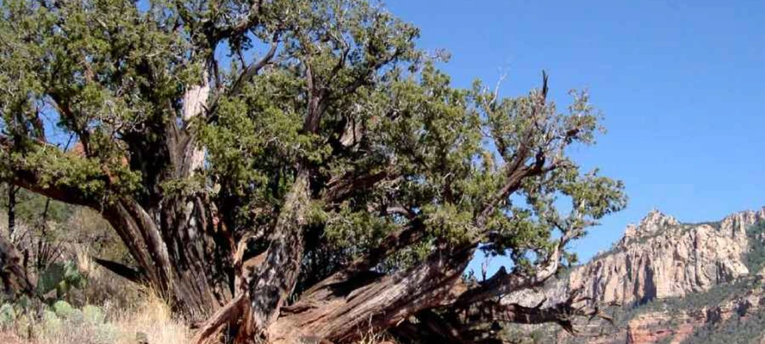 Sorry, no alternate text available