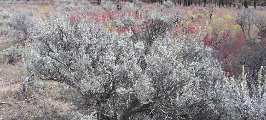 Sorry, no alternate text available