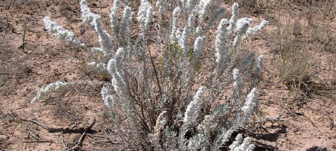 Sorry, no alternate text available