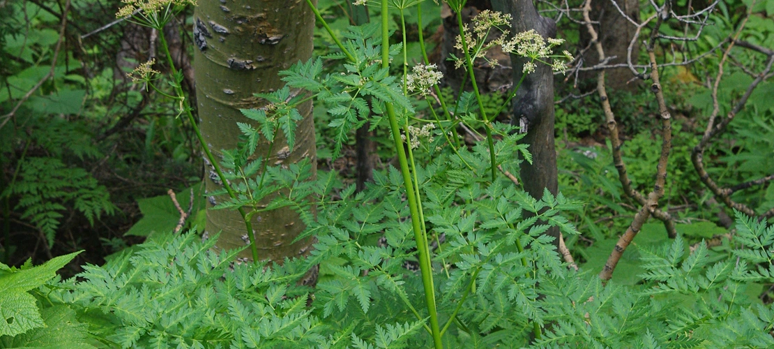 Sorry, no alternate text available