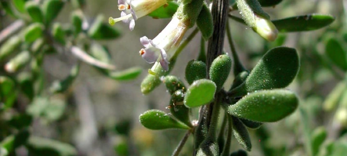 Sorry, no alternate text available