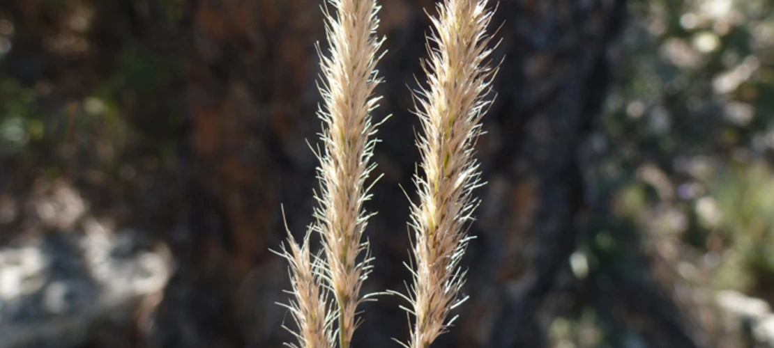 Sorry, no alternate text available