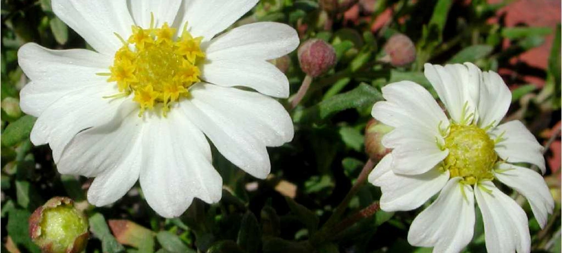 Sorry, no alternate text available