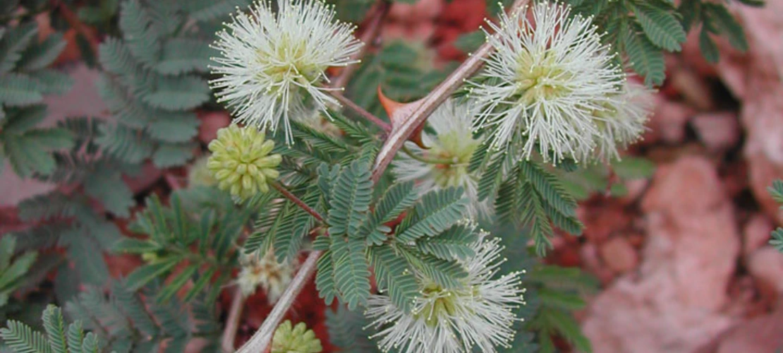 Sorry, no alternate text available