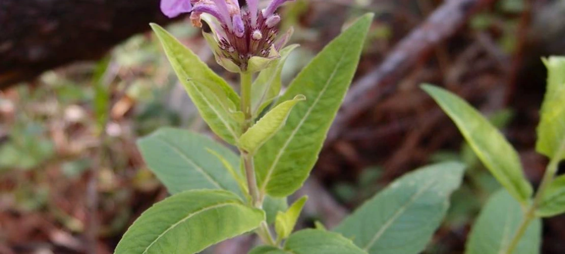 Sorry, no alternate text available