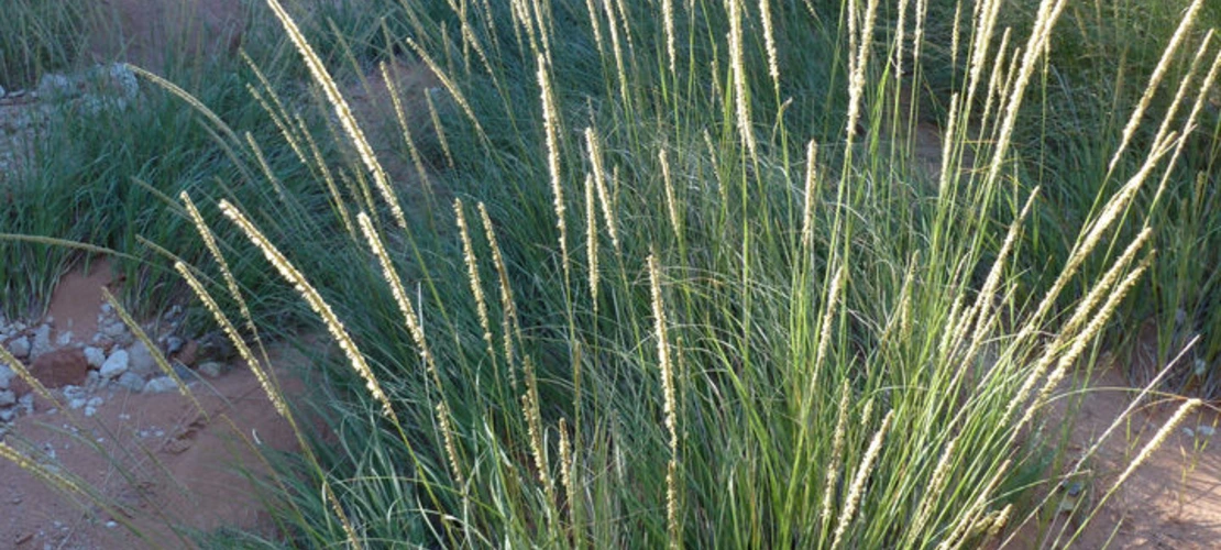 Sorry, no alternate text available