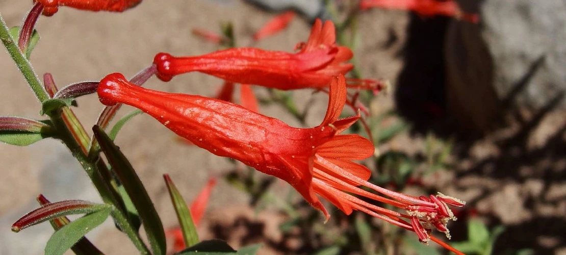 Sorry, no alternate text available