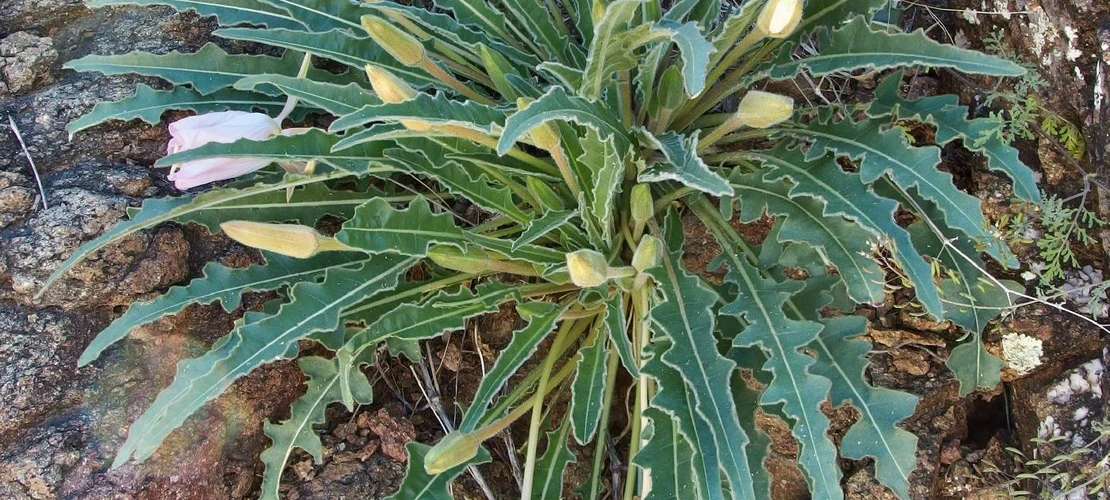 Sorry, no alternate text available