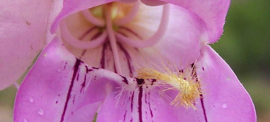 Sorry, no alternate text available